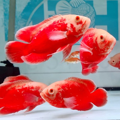 Astr.ocellatus super red Chili 6-8 cm